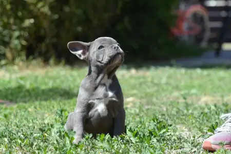 Francia bulldog - Magnus