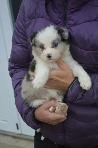 Border Collie - Monaco
