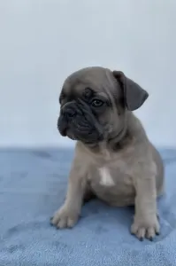Francia bulldog - Rain