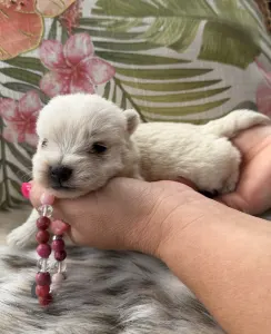 West Highland White Terrier - Bella
