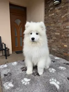 Szamojéd - Aurora-zoe Snowcrystals Of Victoria