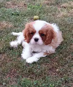 Cavalier king Charles spaniel - Peter Pan