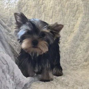 Yorkshire Terrier - Inci-fincy (extra Small Size)