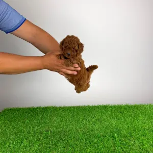 Poodle Miniature - Tini