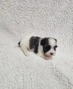 Bichon havanais - Maggie