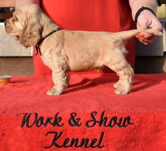 Cocker spaniel angielski - Elvis From Work & Show