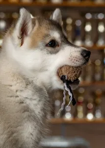 Szibériai husky - White