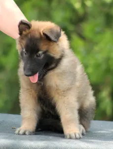 Belgischer Schäferhund - Xantos