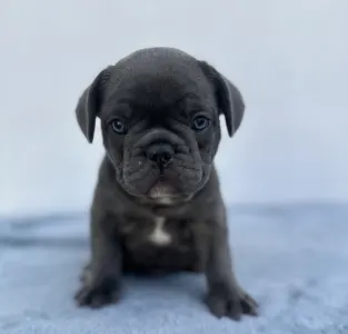 Francia bulldog - Edward
