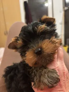 Yorkshire Terrier - Levi