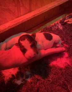 Fox Terrier (Wire) - Duke Born Of Eastern Curse