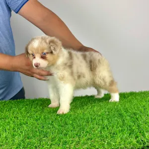 Australian Shepherd - Zetta