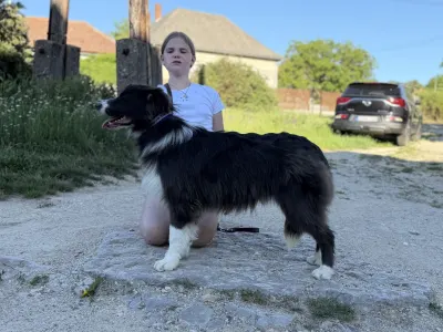 Border Collie - Echo