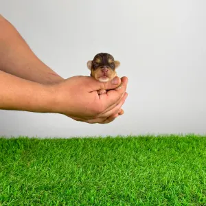 Yorkshire Terrier - Lemoro