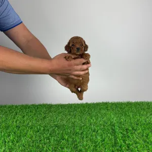Caniche Nain - Keya