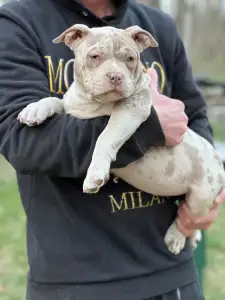 American Bully - Pocket - Merle