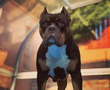 Amerikai Bully - Standard - Bullberry Kennel
