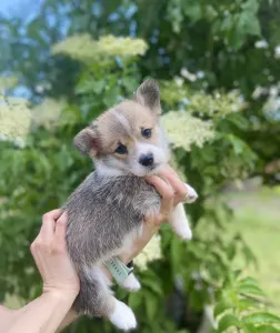 Pembroke Welsh Corgi - Columbus