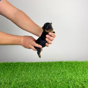 Yorkshire Terrier - Rhea