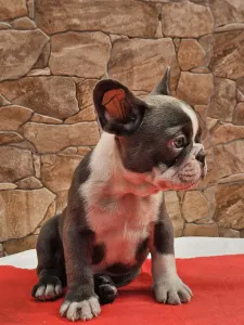 Francuski buldog - Dodo