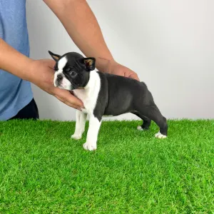 Boston Terrier - Evita