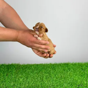 Кавалер кинг-чарльз-спаниель - Luxus