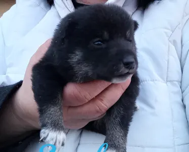 Shiba - Scamp Crowd Freyja