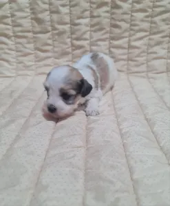 Havanese - Tommy