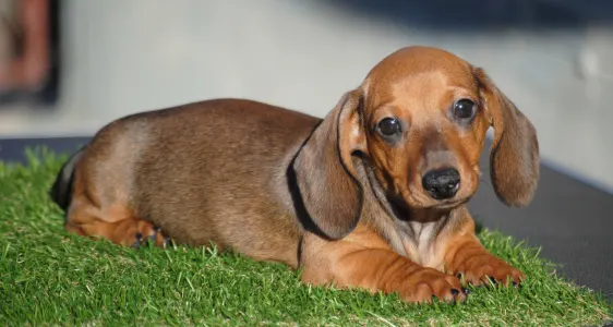 Dachshund - Olaf