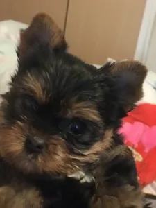 Yorkshire Terrier - Nicole