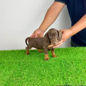 Dachshund - Chubby