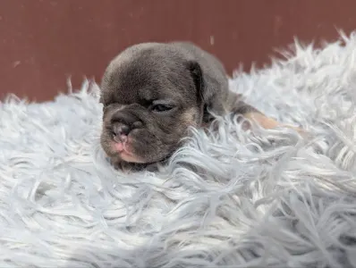 Francia bulldog - Greta