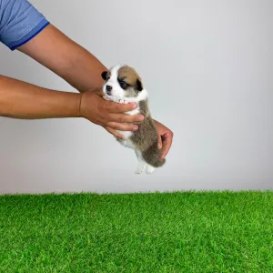 Welsh Corgi Pembroke - Checky
