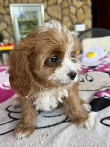 Cavapoo - Boni