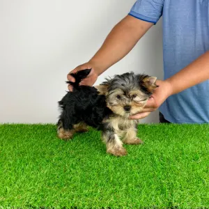 Yorkshire Terrier - Wollja