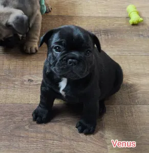 French Bulldog - Venusz