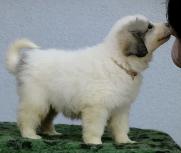 Pyrenean Mountain Dog - Candybelldream Emily