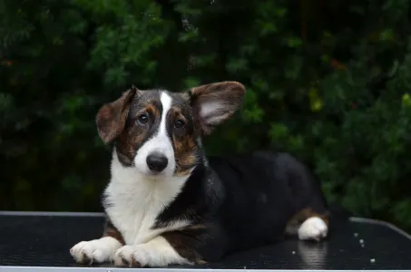 Cardigan welsh corgi - Kvitegga Mendenhall 