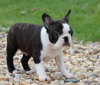 Boston Terrier - Pancho