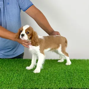Cavalier King Charles Spaniel - Patriot
