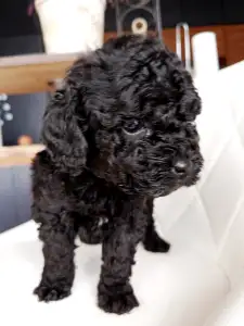 Zwergpudel - Candice