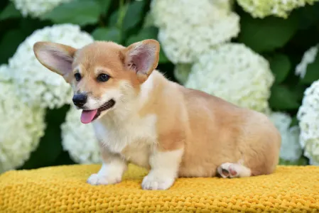 Welsh Corgi Pembroke - Gingers Heritage Lord Aeron