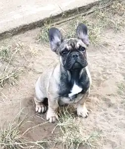 French Bulldog - William