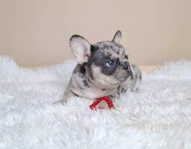 French Bulldog - Zyva