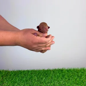 Poodle Miniature - Rena