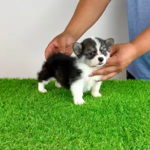 Welsh Corgi Pembroke - Corsa