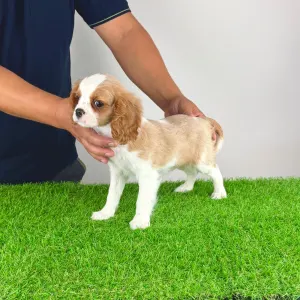 Cavalier king Charles spaniel - Vila