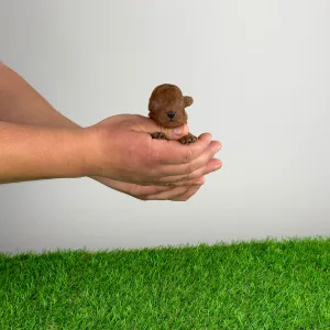 Poodle Miniature - Levi