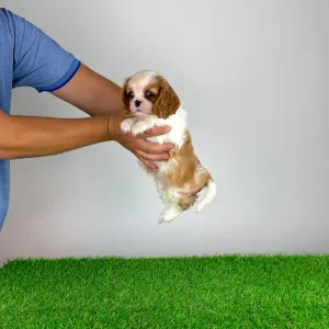 Cavalier King Charles spániel - Karosso