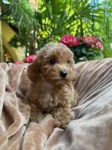 Poodle Miniature - Erik
